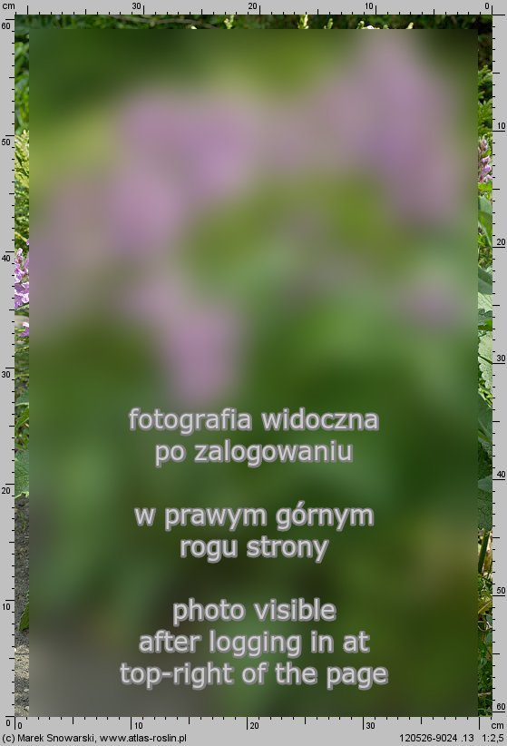 Stachys densiflora (czyściec gęstokwiatowy)
