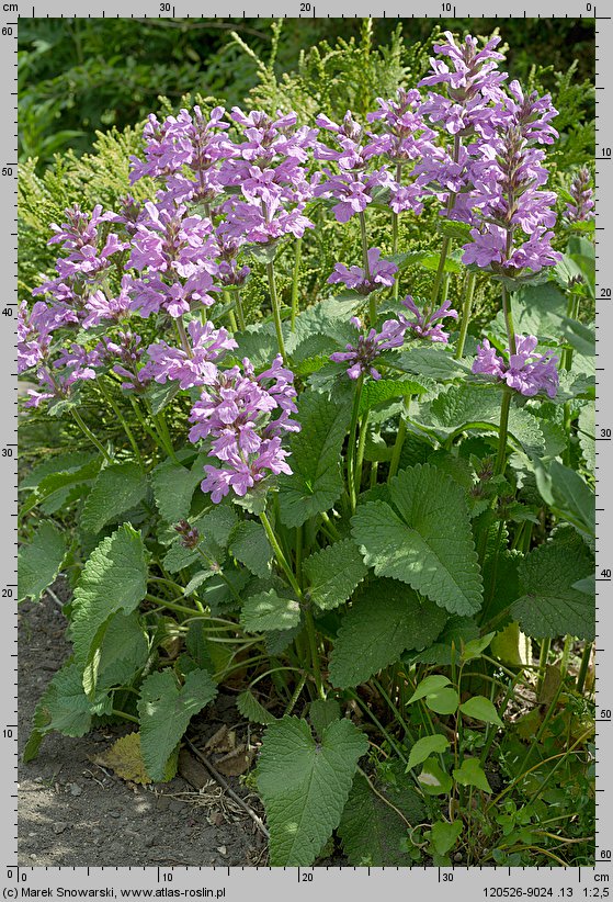 Stachys densiflora (czyściec gęstokwiatowy)