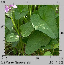 Stachys densiflora (czyściec gęstokwiatowy)