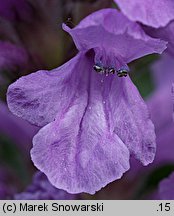 Stachys densiflora (czyściec gęstokwiatowy)