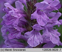 Stachys densiflora (czyściec gęstokwiatowy)