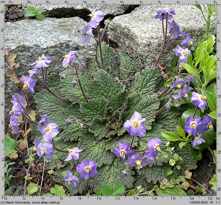 Ramonda myconi (knotnica pirenejska)