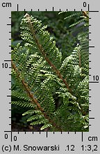 Polystichum setiferum (paprotnik szczecinkozębny)