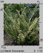 Polystichum setiferum (paprotnik szczecinkozębny)