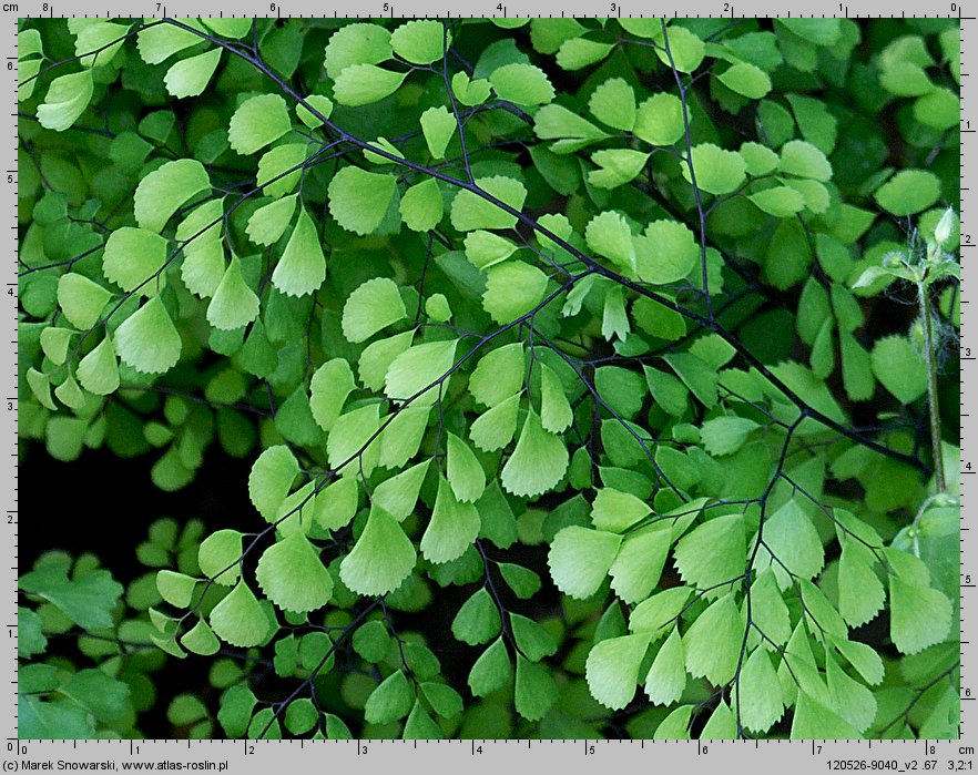 Adiantum venustum (niekropień wdzięczny)