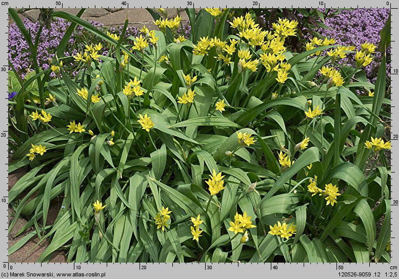 Allium moly (czosnek południowy)