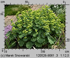 Alchemilla mollis (przywrotnik miękki)