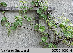 Vitis vinifera ssp. vinifera (winorośl właściwa typowa)