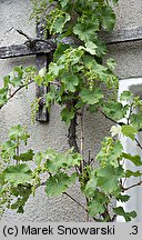 Vitis vinifera ssp. vinifera (winorośl właściwa typowa)