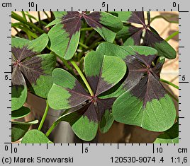 Oxalis tetraphylla (szczawik czterolistny)