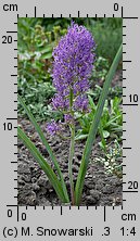 Muscari comosum Plumosum