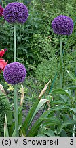 Allium giganteum (czosnek olbrzymi)