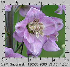 Delphinium ×cultorum (ostróżka ogrodowa)