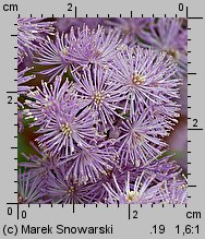 Thalictrum aquilegiifolium (rutewka orlikolistna)