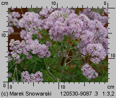 Thalictrum aquilegiifolium (rutewka orlikolistna)