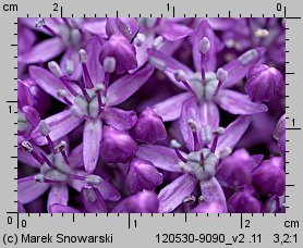 Allium giganteum (czosnek olbrzymi)