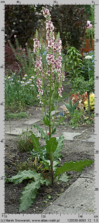 Verbascum ×hybridum (dziewanna ogrodowa)