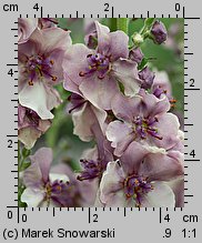 Verbascum ×hybridum (dziewanna ogrodowa)