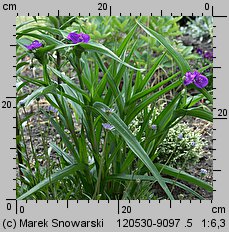 Tradescantia ×andersoniana (trzykrotka wirginijska)