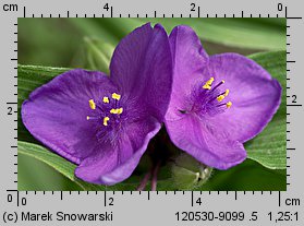 Tradescantia ×andersoniana (trzykrotka wirginijska)