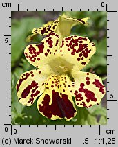 Mimulus ×hybridus (kroplik tygrysi)