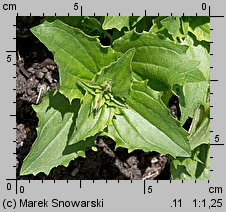 Mimulus ×hybridus (kroplik tygrysi)