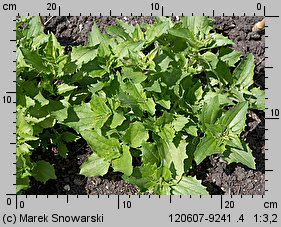 Mimulus ×hybridus (kroplik tygrysi)