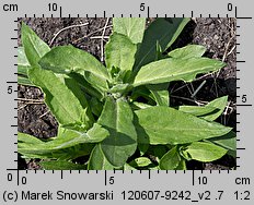 Phlox drummondii (floks Drummonda)