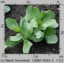 Cerinthe major (ośmiał wielki)