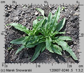 Anchusa capensis (farbownik przylądkowy)