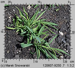 Dianthus chinensis (goździk chiński)