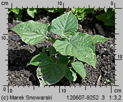 Physalis peruviana (miechunka peruwiańska)