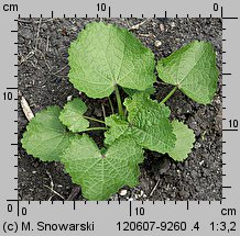 Alcea rosea (malwa różowa)