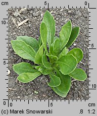 Osteospermum ecklonis (osteospermum)