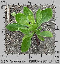 Osteospermum ecklonis (osteospermum)