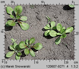 Silene pendula (lepnica pnąca)