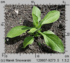 Rudbeckia hirta (rudbekia owłosiona)