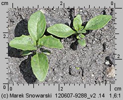 Nemesia strumosa (nemezja powabna)