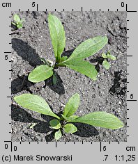 Nemesia strumosa (nemezja powabna)