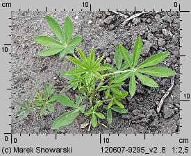 Lupinus hartwegii (łubin Hartwega)