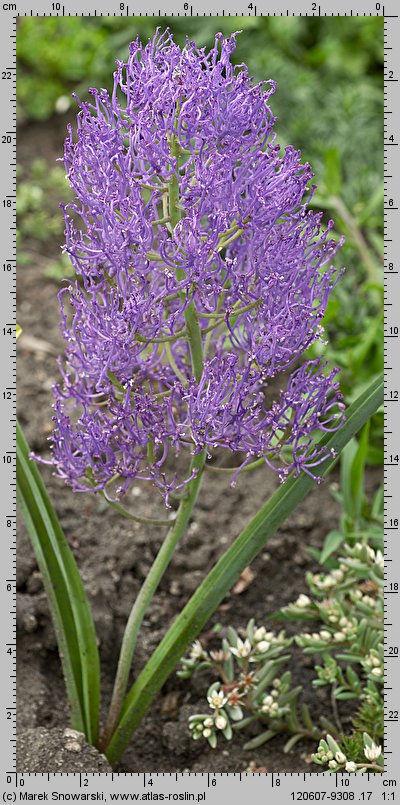 Muscari comosum Plumosum