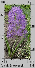 Muscari comosum Plumosum