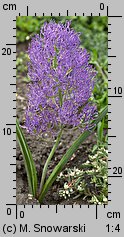 Muscari comosum Plumosum