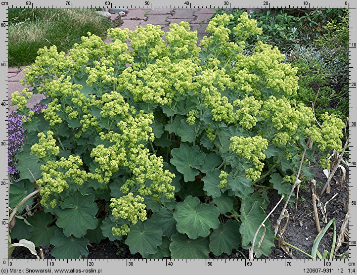 Alchemilla mollis (przywrotnik miękki)