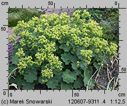 Alchemilla mollis (przywrotnik miękki)