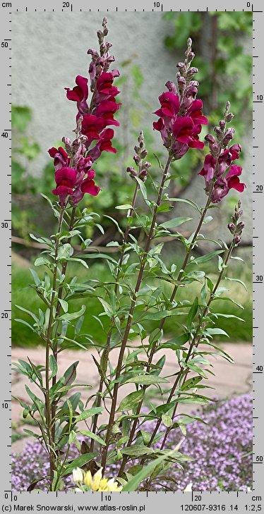 Antirrhinum majus (wyżlin większy)