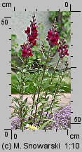 Antirrhinum majus (wyżlin większy)