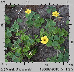Oxalis valdiviensis (szczawik żółty (ogrodowy))