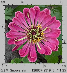 Zinnia elegans (cynia wytworna)