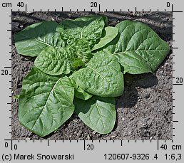 Nicotiana alata (tytoń oskrzydlony)